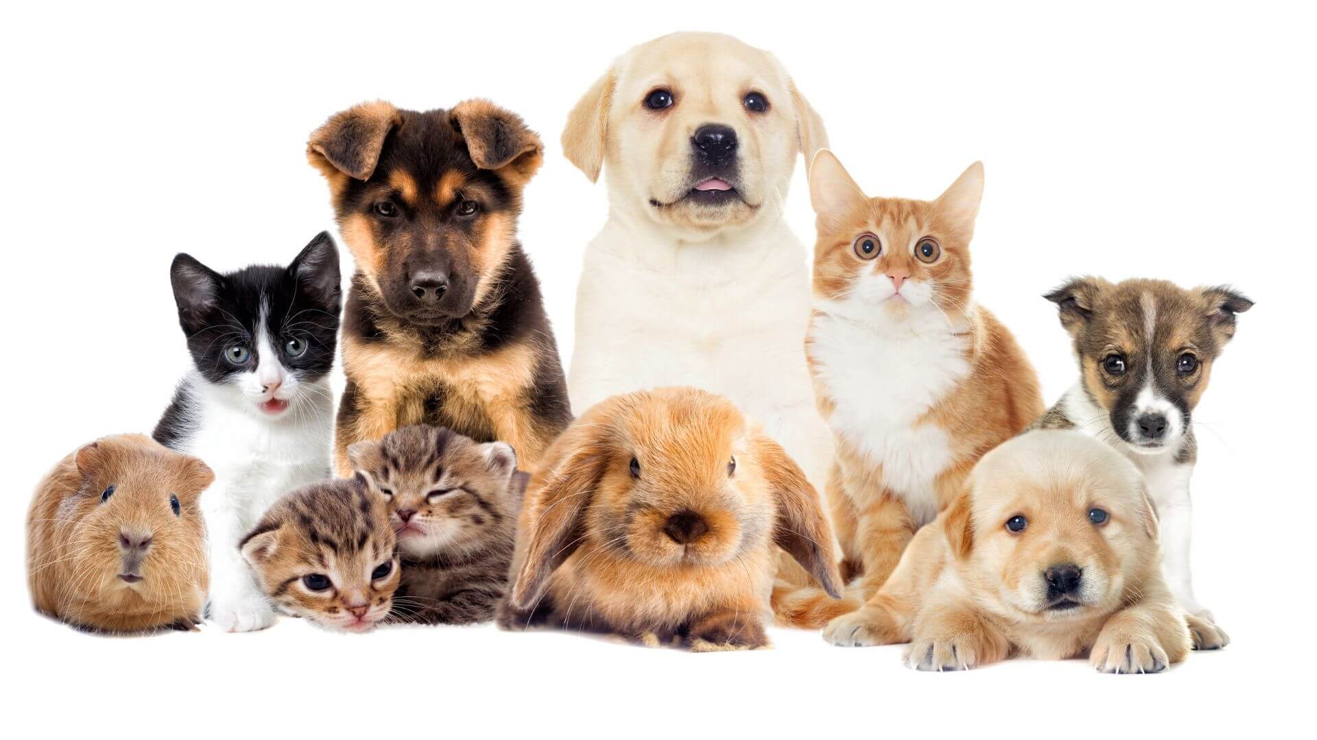 pet-food-secom-animali-domestici