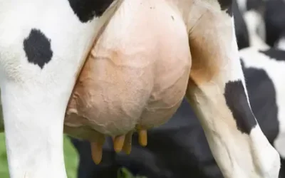 Vitamina D e immunità della ghiandola mammaria